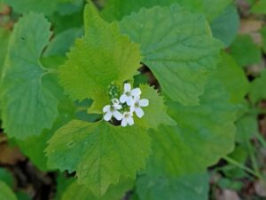 20251106 2300 Kairos 177 foto